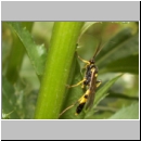 Amblyteles armatorius - Schlupfwespe m01d 14mm-fdet02.jpg